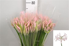 Ne Bo Sofie 70cm