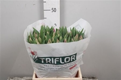 Tu En Barcelona 43cm 50gram 23