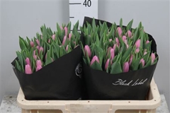 Tu En Sirikit 37cm 42gram 23