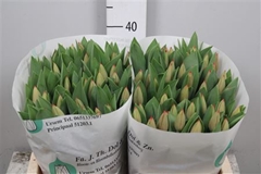 Tu En Ad Rem 42cm 50gram 12
