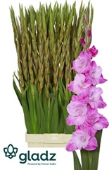 Glad Gr Rosette 125cm 270gram