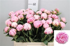Paeo Sarah Bernhard 60cm 34 Nl