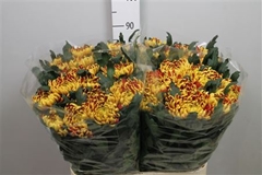 Chr G Fuego 80cm 105gram