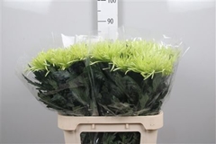 Chr G Tula Green 80cm 85gram