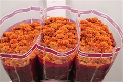 Chr San Aaa Insta 55cm 110g