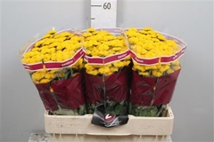 Chr San Aaa Aurinko 55cm 100g