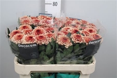 Chr G Pip Salmon 70cm 75gram