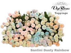 Chr San Colortreated 55cm