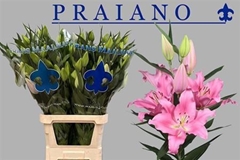 Li Or Praiano 100cm 51+
