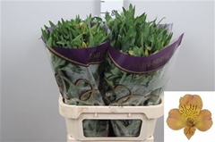 Alstr Aurora 75cm 75gram