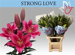 Li Ot Strong Love 105cm 45+