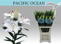 Li Or Pacific Ocean 100cm 51+