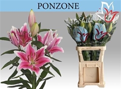 Li Or Ponzone 80cm 55+