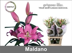 Li Or Maldano 95cm 45+