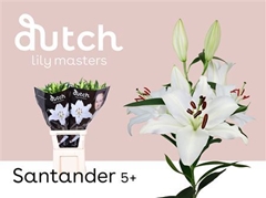 Li Or Santander 90cm 55+