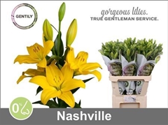 Li La Nashville 90cm 55+