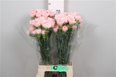 Di St Doncel 70cm 23