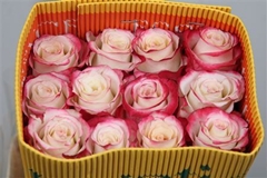 R Gr Sweetnesse 60cm