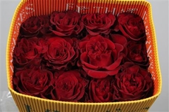 R Gr Hearts 60cm