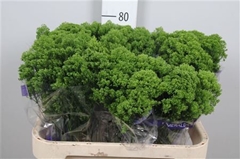 Trach Jade 80cm