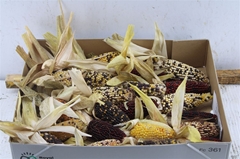 Zea Mays 6%