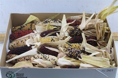 Zea Mays 6%