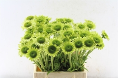 Echinacea Gr Jewel 45cm
