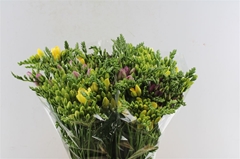 Fr Du Mixed 54cm 24gram 23