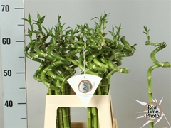 Lucky Bamboo Stem Spiral 60cm 60gram