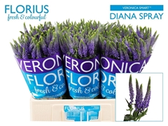 Veron Clea Diana 60cm