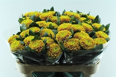 Chr G Tropicana 70cm 75gram