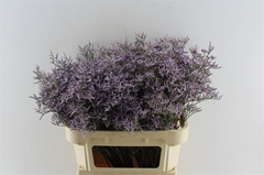 Lim Safora Lilac 80cm 40gram