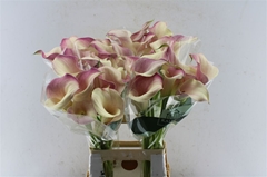 Zant Blushing Lady 80cm