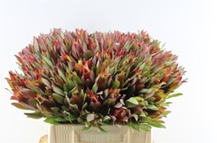 Leucad Other 40cm