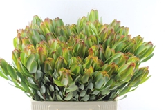 Leucad Laurel Yellow 40cm