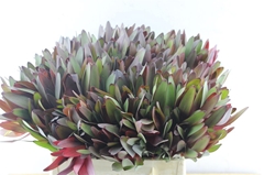 Leucad Safari Sunset 40cm