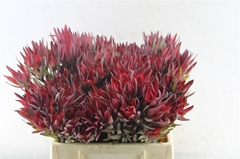 Leucad Sal Blush 40cm