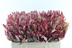 Leucad Jester 50cm