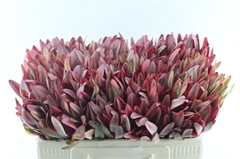 Leucad Jester 50cm