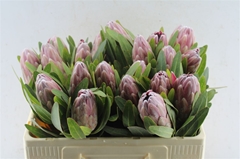 Protea Pink Ice 50cm