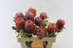 Banksia Coccinea 60cm