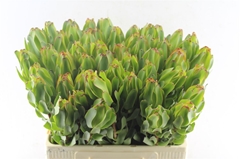 Leucad Laurel Yellow 60cm