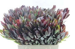 Leucad Safari Sunset 60cm
