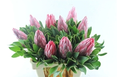 Protea Madiba 60cm