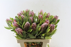Protea Pink Ice 60cm