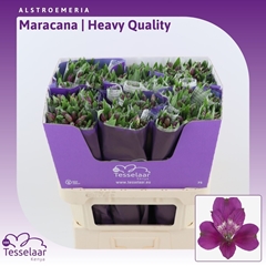 Alstr Maracana 75cm 80gram