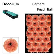 Ge Gb Pom Peach 45cm 10cm Ø
