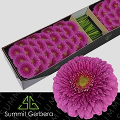 Ge Mb Pom Snuffy 45cm 7cm Ø