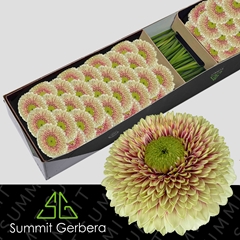 Ge Mb Pom Wanda 45cm 7cm Ø