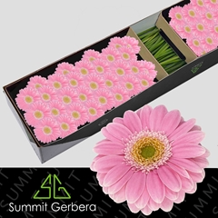Germini Chloe 45cm 7cm Ø